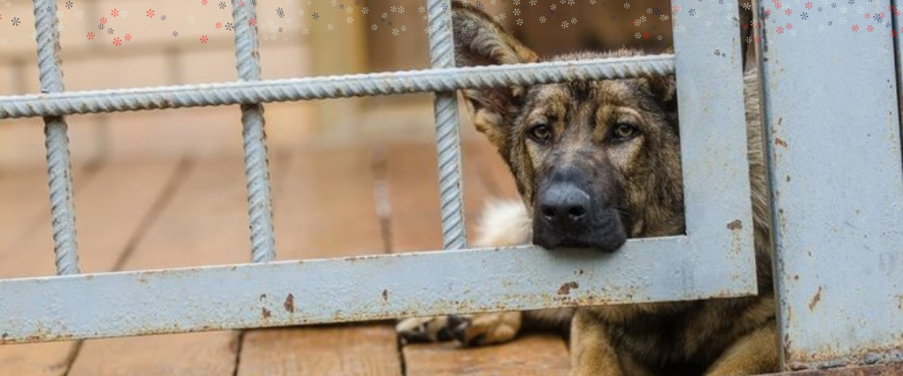 Кадры жестокого обращения с животными хотят запретить публиковать