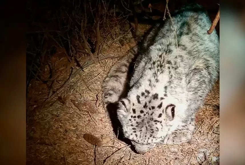Снежный барс, найденный в Аксайском ущелье погиб в зоопарке
