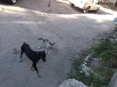 Бродячие собаки терроризируют жителей города Талгар