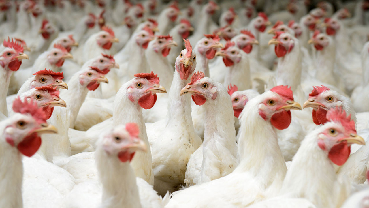 Угроза распространения птичьего гриппа в Алматинской области есть: птицеводы бьют тревогу