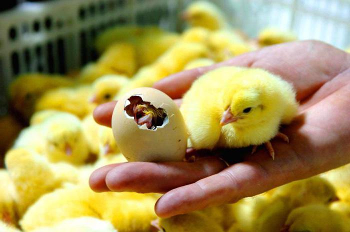 Инкубатор на миллион яиц будет запущен в Жетыгенском сельском округе