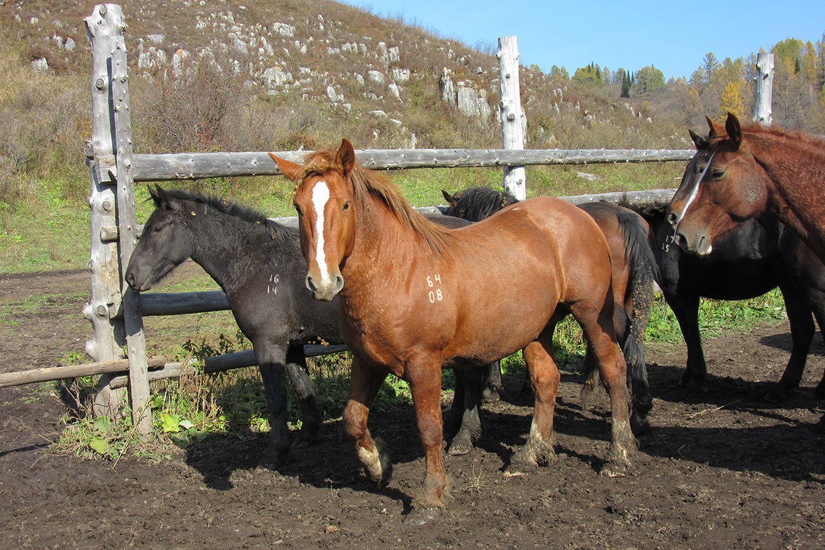 Конокрад пустил на мясо лошадь редкой породы в Алакольском районе