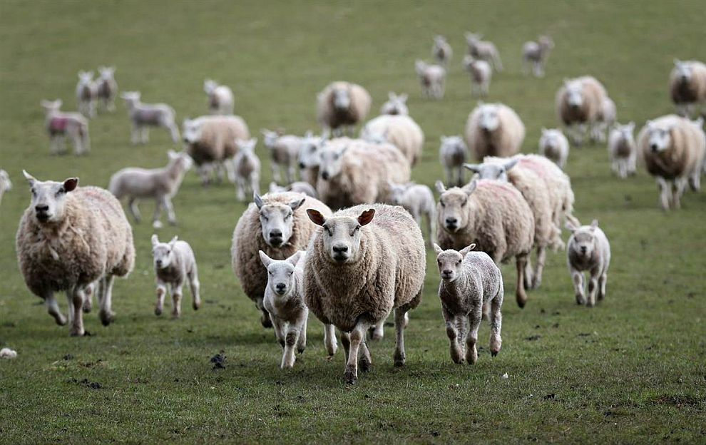 Мужчина инсценировал налет на крестьянское хозяйство, пытаясь скрыть кражу 67 овец в Кербулакском районе