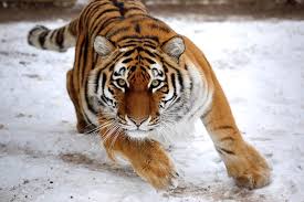 Амурских тигров планируют поселить в Алматинской области