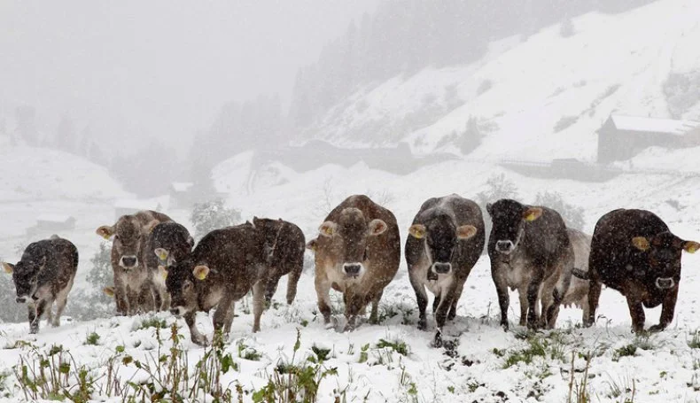 В Алматинской области будут  штрафовать за выпас скота без пастуха