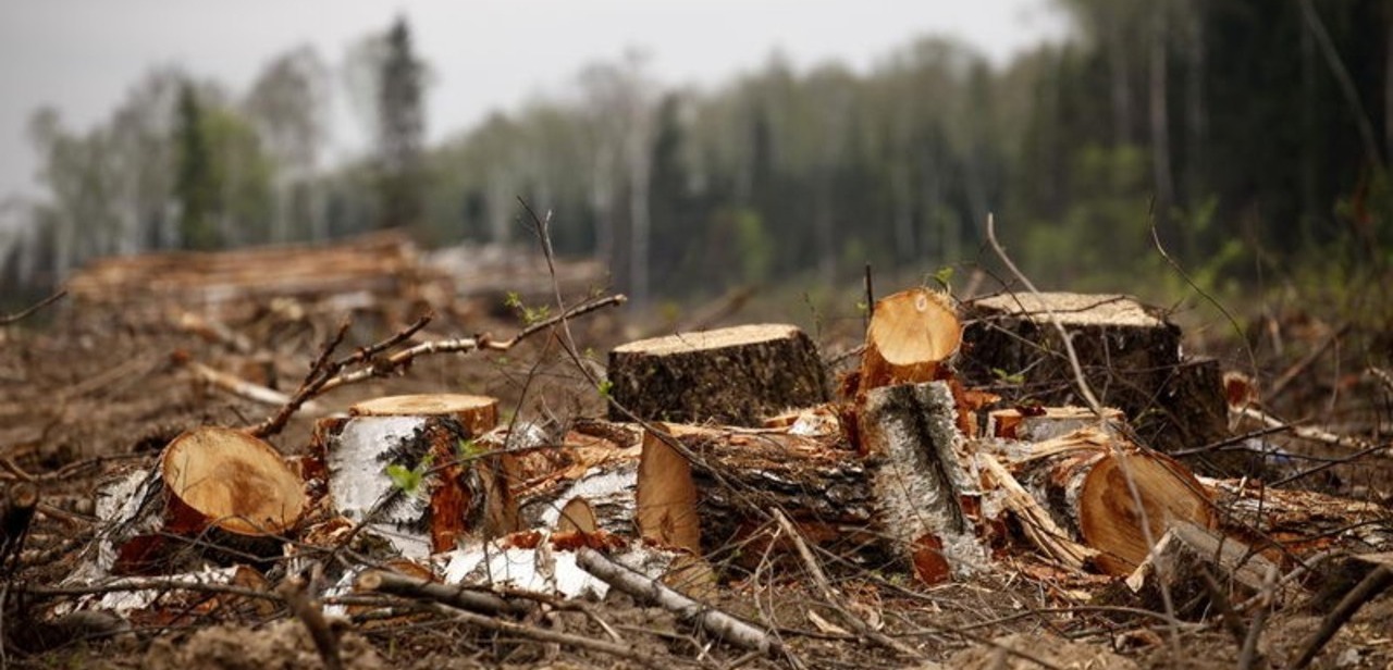Более двух тысяч деревьев вырубили в Талгарском районе