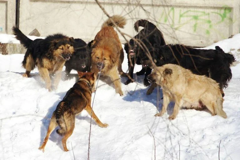 Бродячие собаки нападают на капчагайцев
