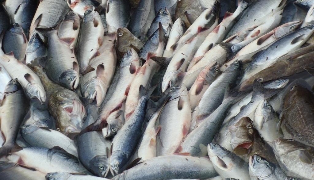 300 кг рыбы изъяли полицейские у браконьеров в Капшагае
