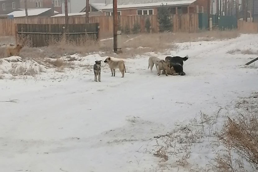 Собаки сворами бегают по улицам Каскелена