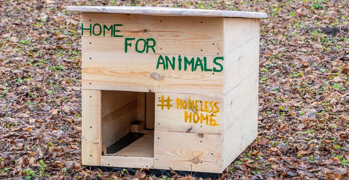 Школьницы из поселка Панфилово делают будки для бездомных собак