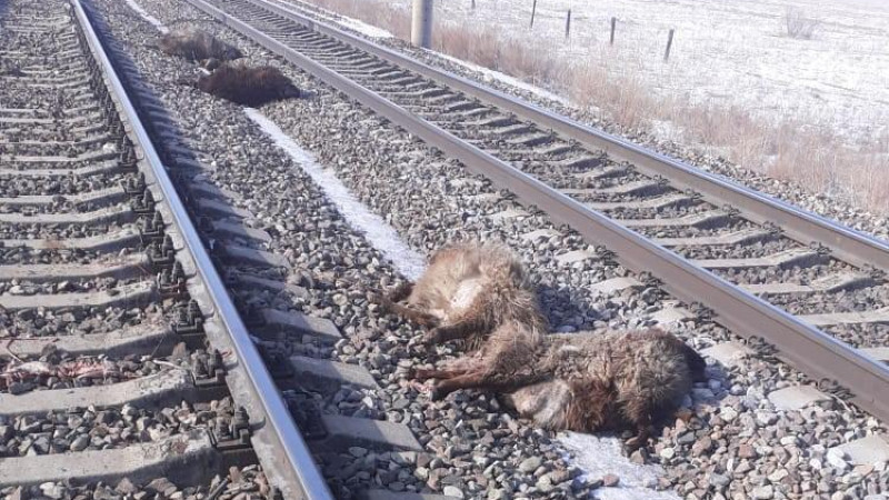 Поезд сбил стадо овец в Жамбылском районе