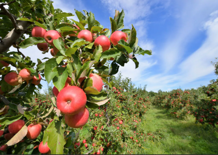 Новые яблоневые сады появятся в Алматинской области