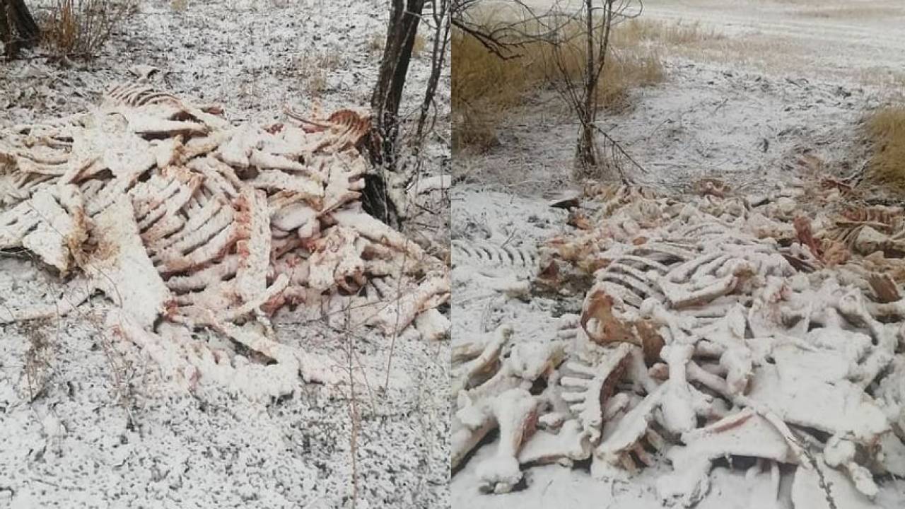 Кучу костей животных нашли вдоль дороги в Карасайском районе