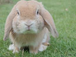 В Каскелене неизвестное животное убило кроликов