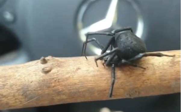 Смертельно опасный паук укусил мужчину в Жамбылском районе