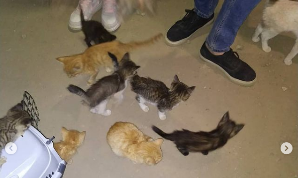 Около полусотни котят оставили умирать рядом с рынком «Алтын орда»