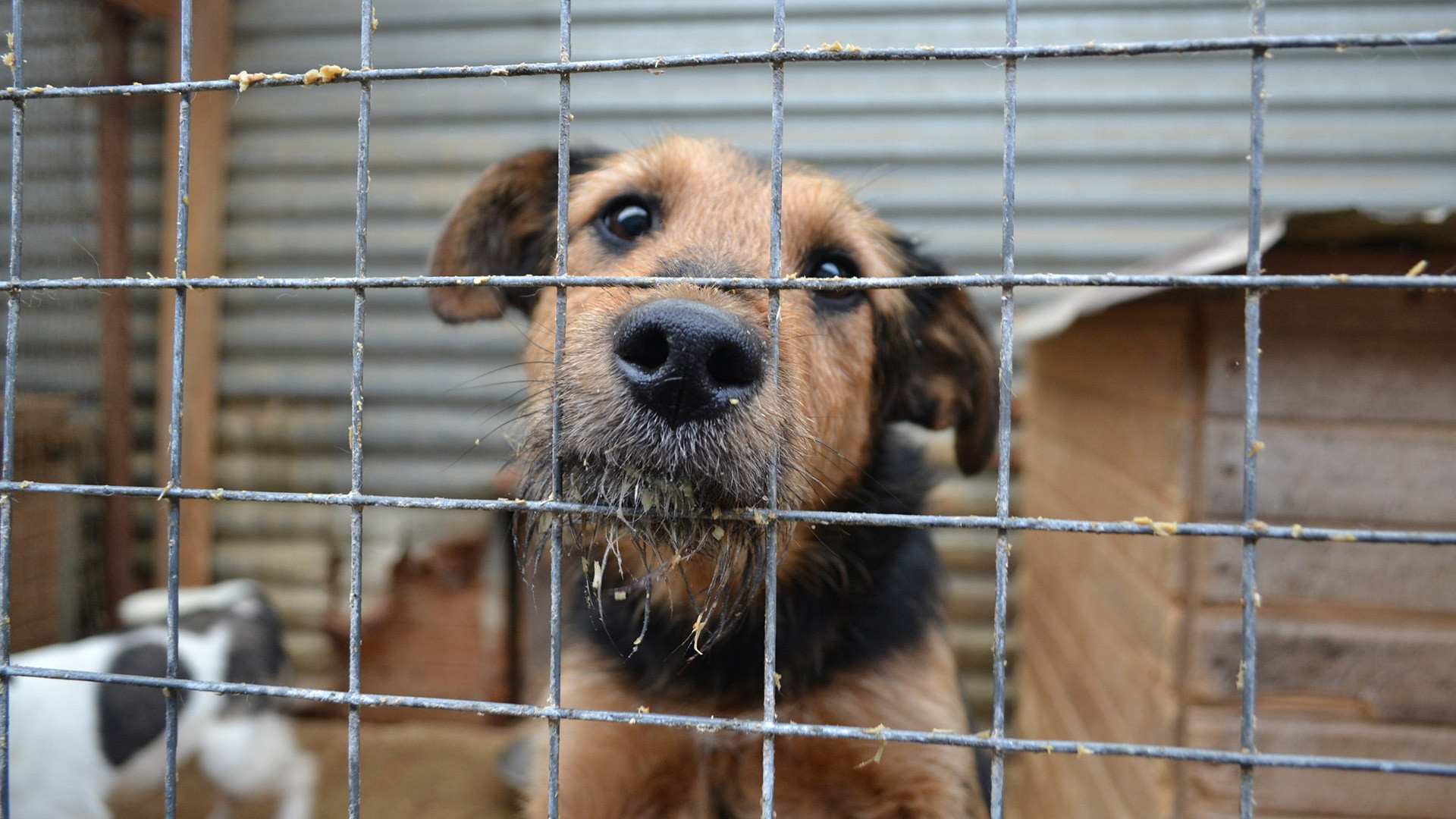 Зоозащитники обнаружили в Алматинской области концлагерь для собак