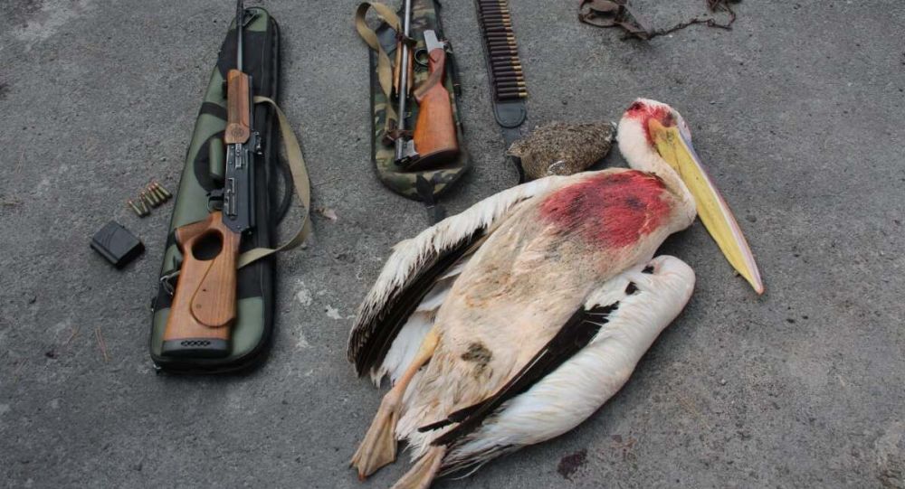Браконьер застрелил краснокнижного пеликана в Алматинской области