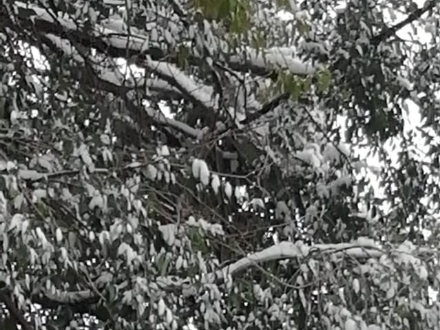 Заваленные снегом деревья держатся за провода в Талгаре