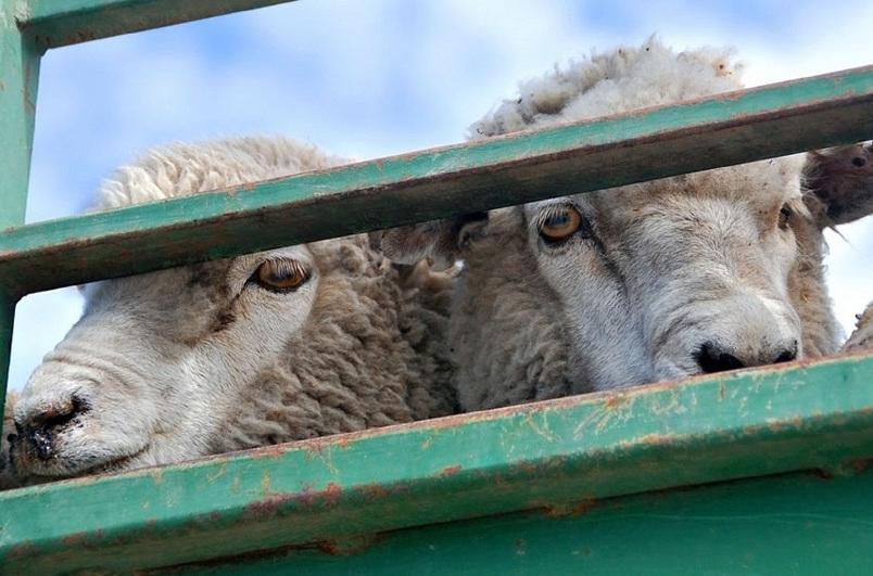 На 30,4% снизилось количество краж скота в Алматинской области
