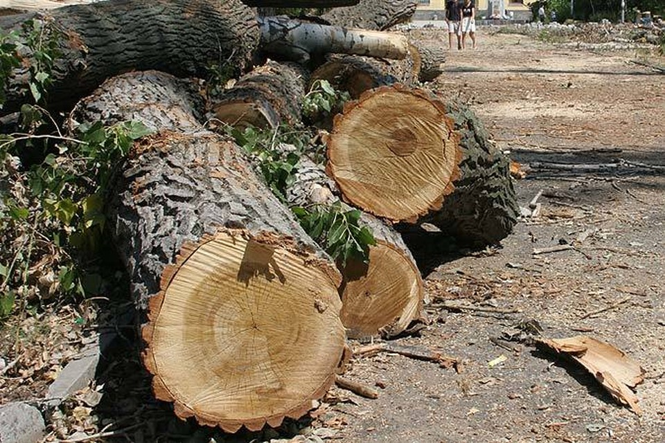 Вырубившая 112 деревьев в Илийском районе компания возместила урон 