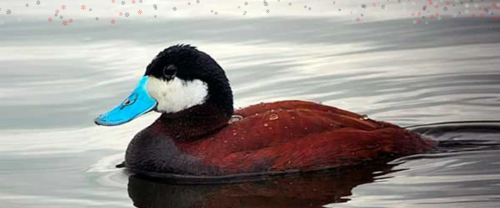 Популяция краснокнижной птицы может быть уничтожена в Алматинской области из-за бюрократии и бездействия