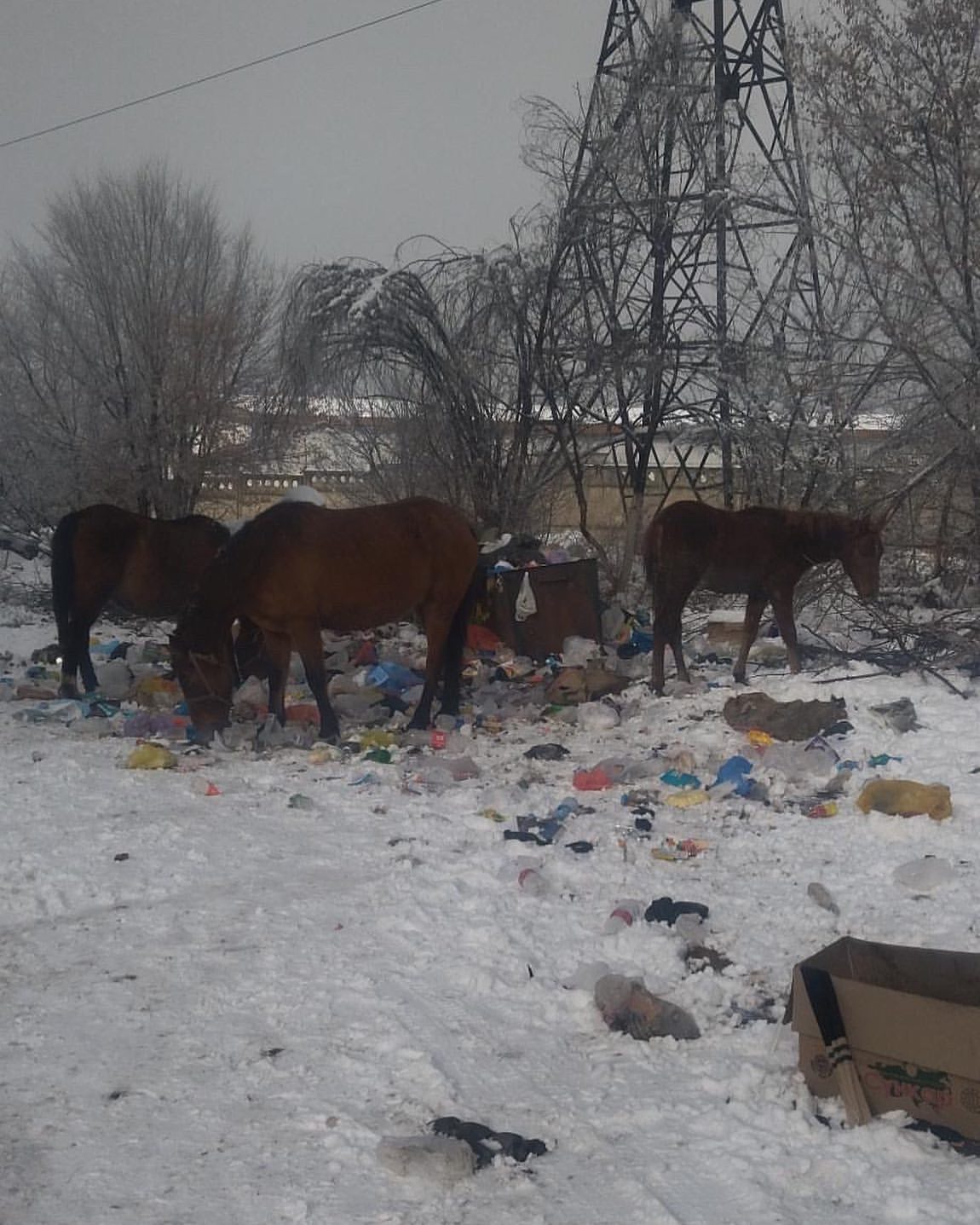 Лошади питались мусором в Каргалы
