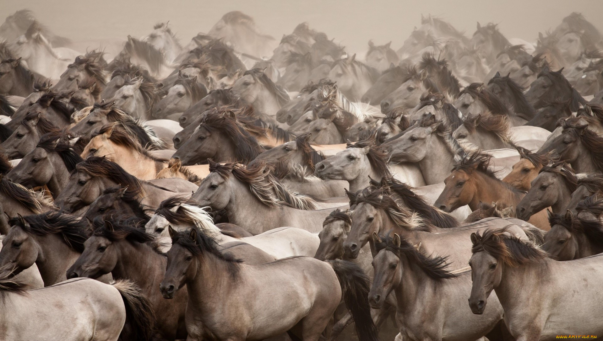 Скотокрады угнали табун лошадей в Алматинской области на сумму около 40 млн тенге