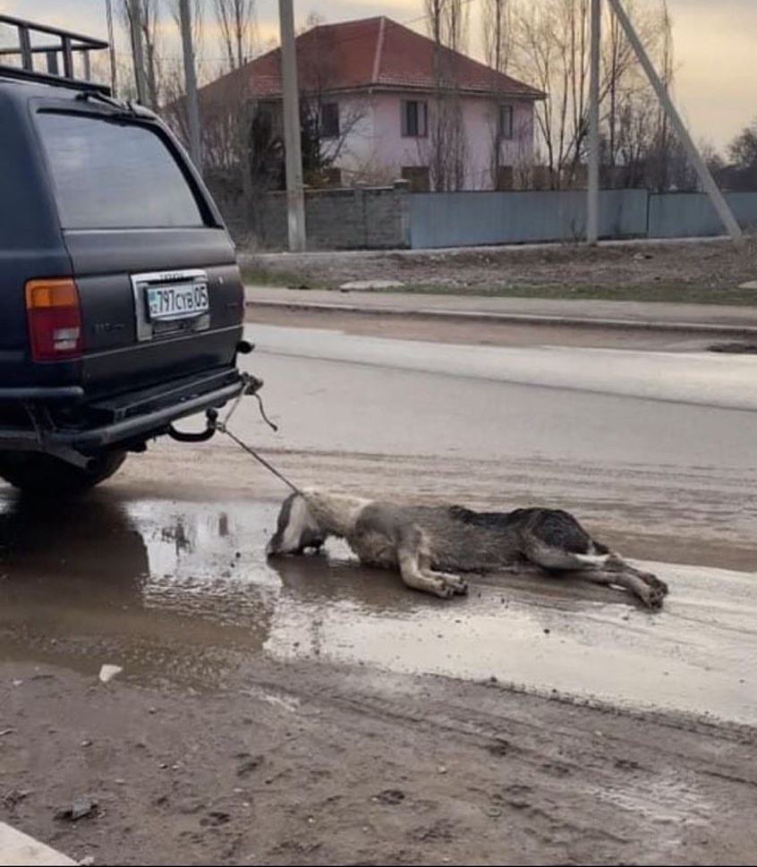 Водитель, привязавший труп собаки к авто, задержан полицией в Шамалгане