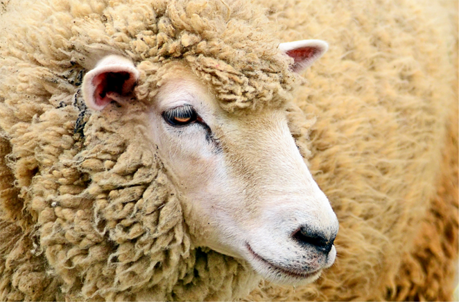 «Овца-2022»: конкурс красоты пройдет в Алматинской области
