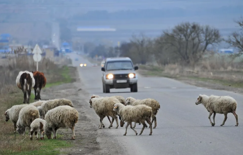 Нетрезвый водитель внедорожника сбил 32 овцы в Уйгурском районе