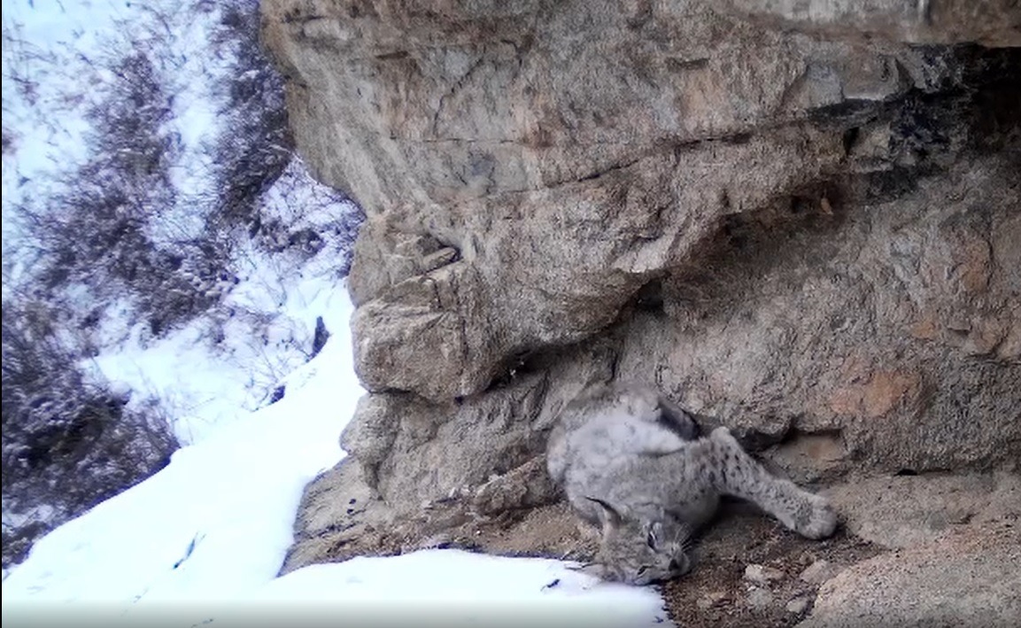 Краснокнижная рысь попала на кадры фотоловушки в Алматинском заповеднике