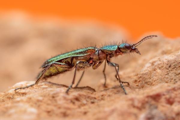 Районы Алматинской области отказались от дезинсекции из-за отсутствия денег