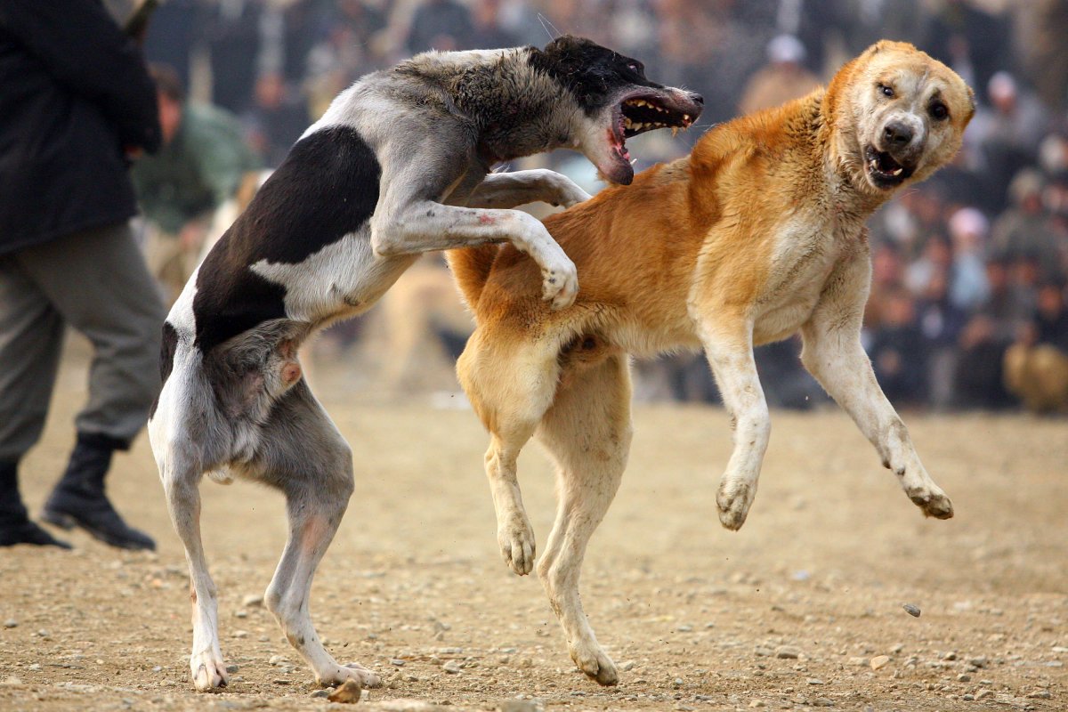 Незаконные собачьи бои проводили под Талдыкорганом