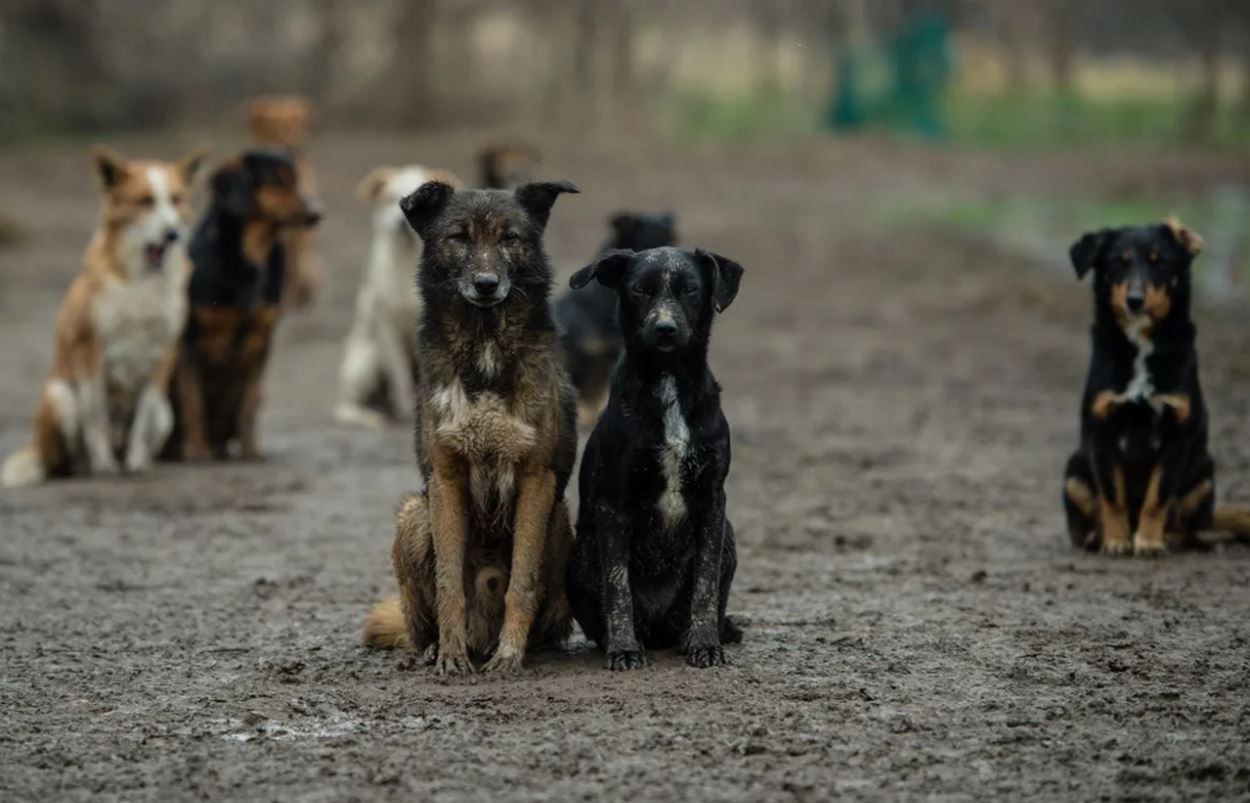 Бродячие собаки атакуют жителей села в Енбекшиказахском районе