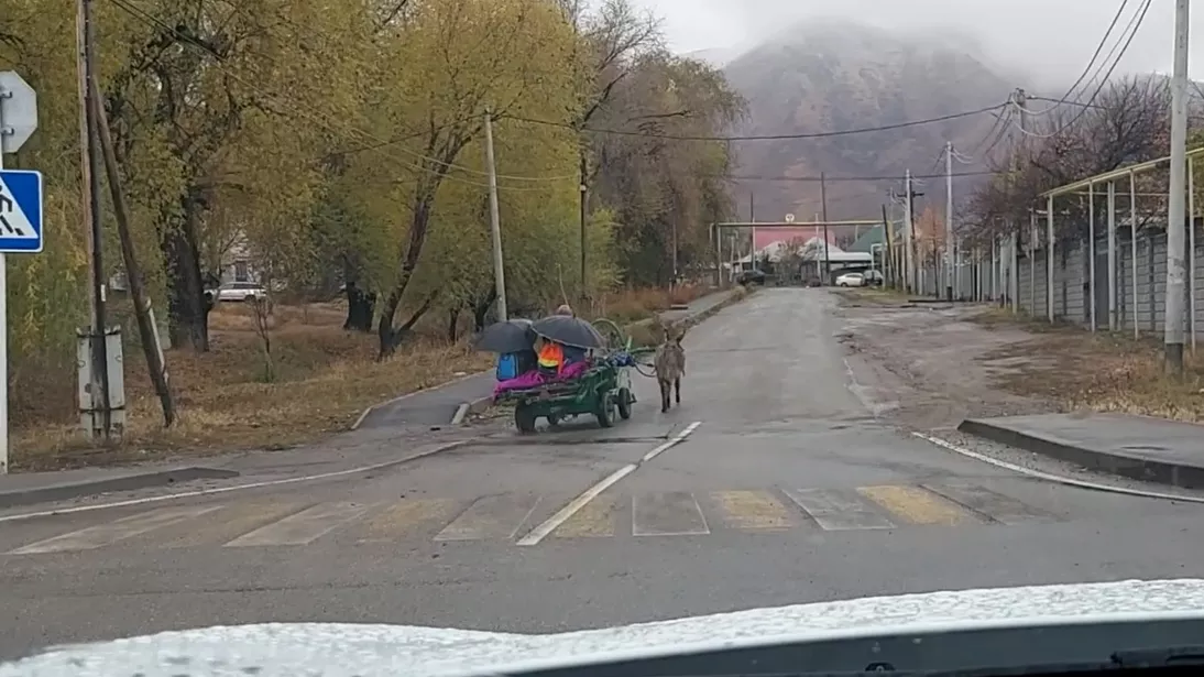 Вместо автобусов – ослы: в сети распространяется видео  из Талгара