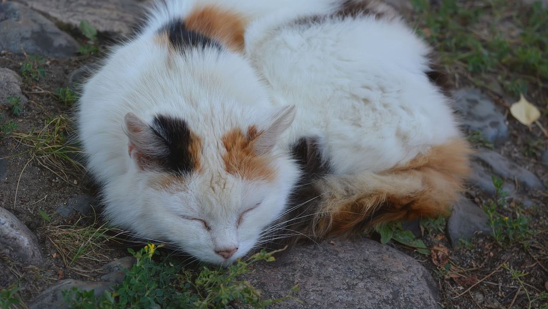 В Конаеве задержали живодера, убившего бездомную кошку