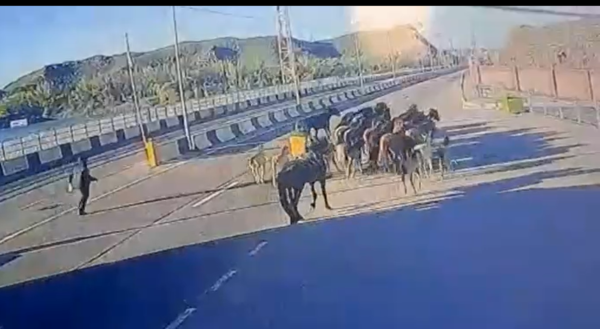 В Алматинской области полиция задержала скотокрадов укравших почти 30 лошадей