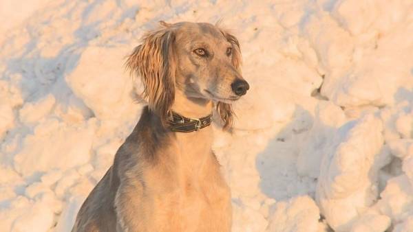 В Казахстане утвердили новый праздник — День тазы и тобета
