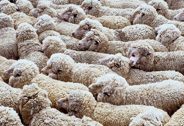 168 овец потерял пастух в области Жетісу