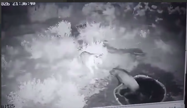 Тигрица Умит вышла на охоту в Алматинской области - в сети появилось видео