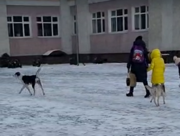 Безнадзорные собаки ходят по территории школы в селе Абай