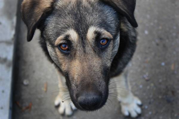 В Талгарском районе водитель привязал собаку и тащил ее за собой: ответ полиции