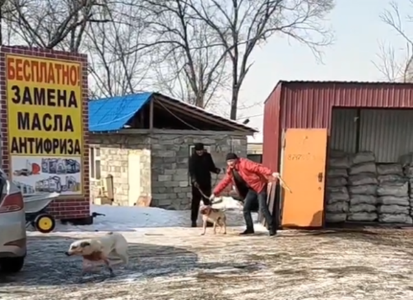 Стравливавший собак мужчина оштрафован в Карасайском районе