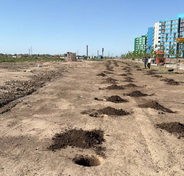 Жители Gate City в Алатау заметили, как выкапывают новые деревья: что произошло на самом деле
