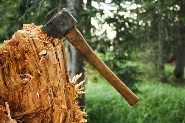 В Карасайском районе срубили аллею деревьев