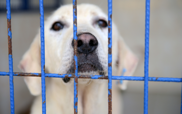 Жестокое нападение на приют для животных произошел в Алматинской области