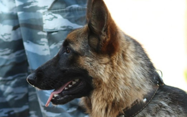 Хорошая девочка: служебная собака городской полиции Талдыкоргана помогла вычислить злоумышленника