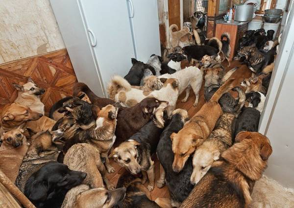 «Собачий лай»: жители одного из домов в Карасайском районе страдают от бесконечного лая собак и антисанитарии