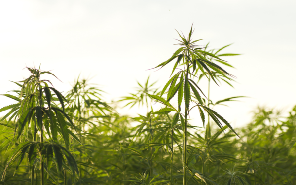 49 кг каннабиса и 7 лет колонии: в Енбекшиказахском районе вынесен приговор за незаконные посевы